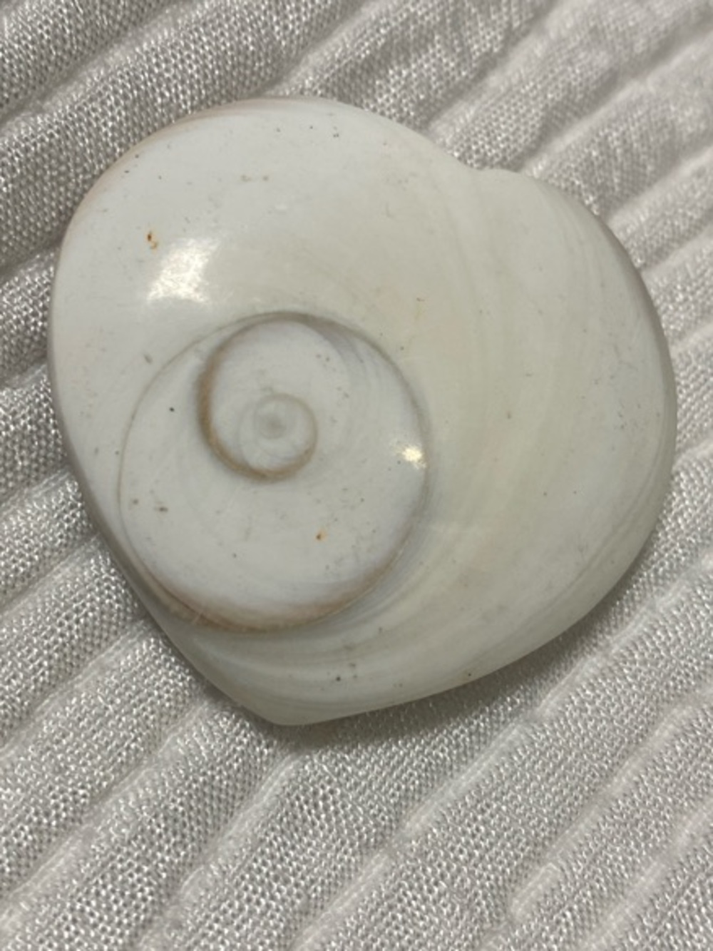 Shiva shell Eye Stone heart